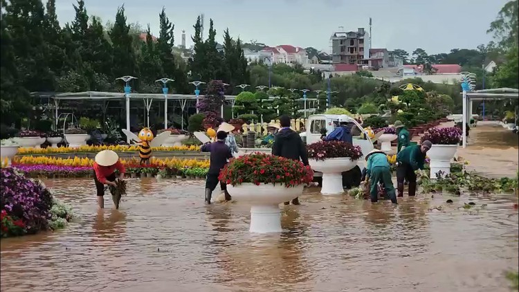 Mưa lớn tại Đà Lạt, vườn hoa thành phố chìm trong biển nước