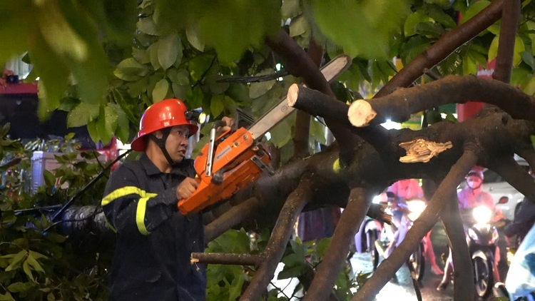 Hú vía vì cây dầu cao hơn 10 mét ở trung tâm TP.HCM bật gốc trong mưa