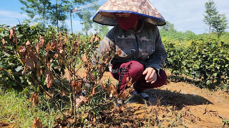 Người Hà Tĩnh loay hoay cứu cây chè đang héo rũ vì nắng nóng