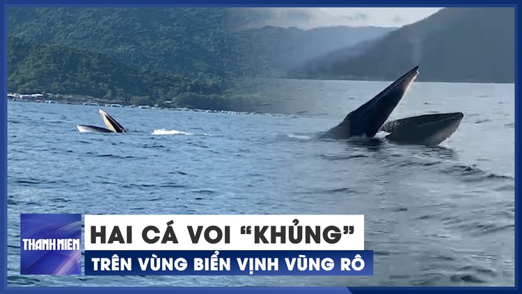 Cận cảnh 2 con cá voi dài 15 mét xuất hiện trên vùng biển vịnh Vũng Rô