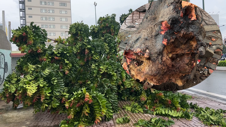 Khiếp vía vì cây xanh mục nát ngã đổ trên đại lộ Phạm Văn Đồng trong mưa
