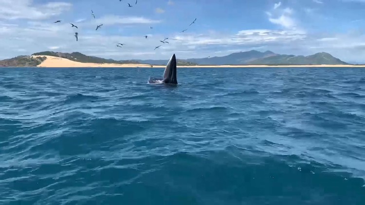 Cá voi xuất hiện ở ven biển Bình Định: Xoay vòng đớp mồi như phim