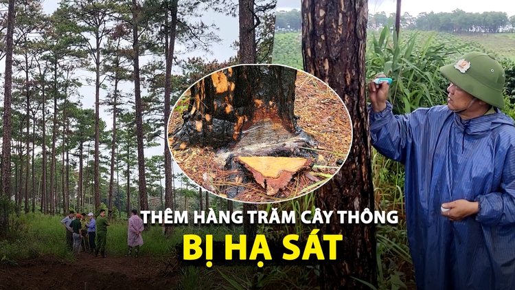Thêm hàng trăm cây thông ở Lâm Đồng bị lâm tặc hạ sát bằng hóa chất