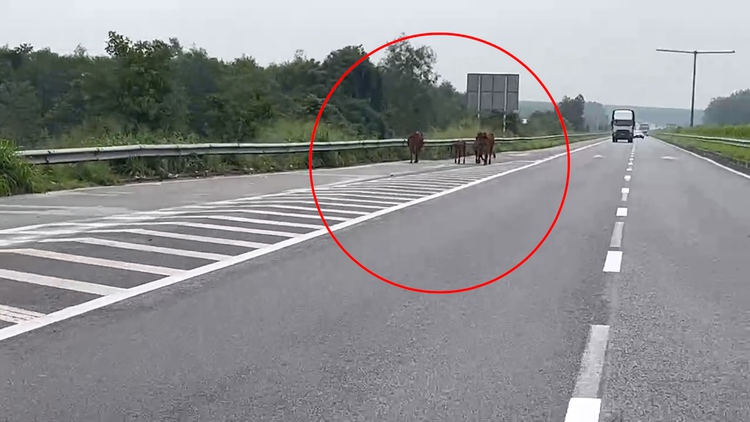 Hoảng hồn cảnh đàn bò đi dạo trên cao tốc TP.HCM - Long Thành - Dầu Giây