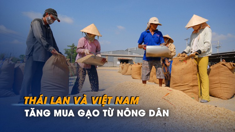 Thái Lan và Việt Nam tăng mua gạo từ nông dân