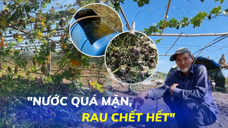 Rau cứ tưới nước là héo vàng, cháy lá: Người dân ngậm ngùi bỏ đất hoang chờ mưa