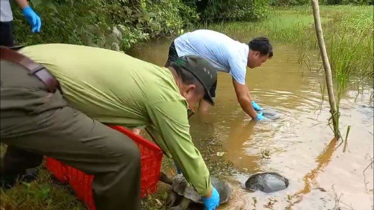 Kiểm lâm thả 65 cá thể động vật hoang dã về tự nhiên