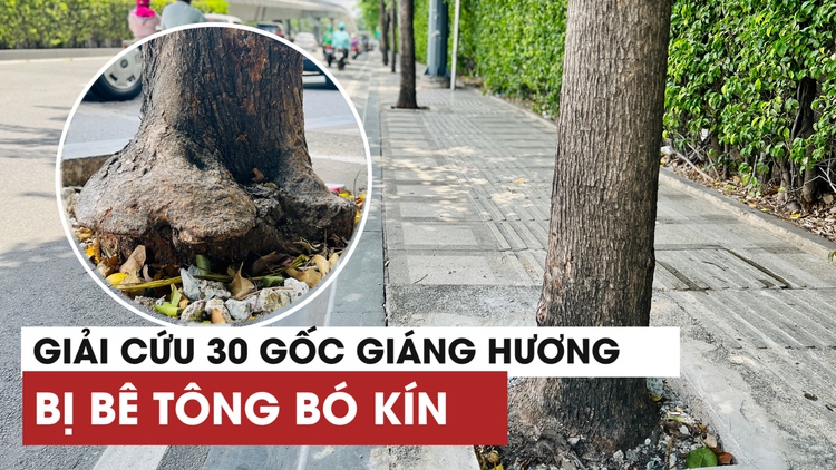 Đập bê tông giải cứu 30 cây giáng hương gần sân bay Tân Sơn Nhất
