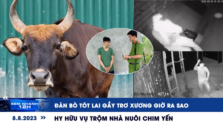 Xem nhanh 12h: Đàn bò tót lai gầy trơ xương giờ ra sao | Hy hữu vụ trộm nhà nuôi chim yến