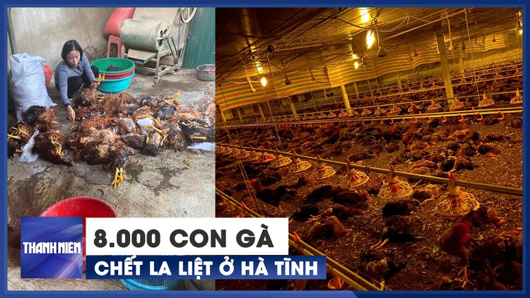 Cận cảnh trang trại chết 8.000 con gà, chính quyền kêu gọi 'giải cứu'