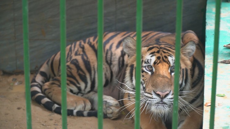 ‘Nhà mới' của đàn hổ Đông Dương được giải cứu: Có camera giám sát, vòi tắm hoa sen