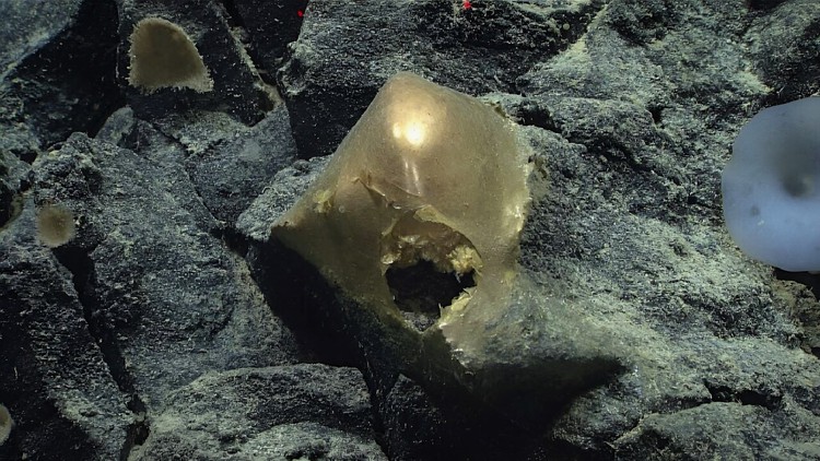 'Trứng vàng' bí ẩn dưới đáy biển làm rộ đồn đoán về sinh vật ngoài hành tinh