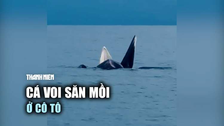 Đàn cá voi ‘trình diễn’ săn mồi trên vùng biển Cô Tô