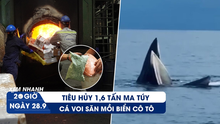 Xem nhanh 20h ngày 28.9: Choáng với cảnh tiêu hủy 1,6 tấn ma tuý | Cận cảnh cá voi săn mồi biển Cô Tô