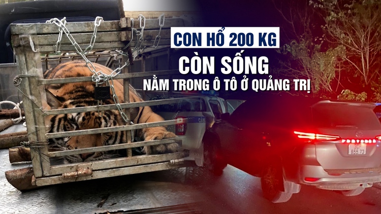Ngỡ ngàng vì con hổ còn sống nằm trong ô tô ở Quảng Trị