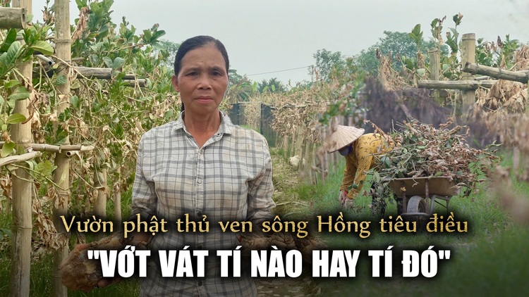 Tan tác mùa phật thủ ven sông Hồng sau bão Yagi