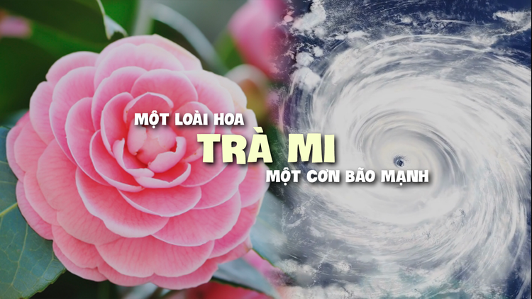 Vì sao có tên bão Trà Mi (số 6) và những cơn bão tên tiếng Việt Nam?