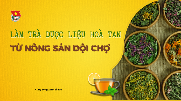 Cùng sống xanh số 106: Giải cứu nông sản bằng cách tạo ra trà dược liệu hòa tan