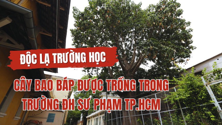 Độc - Lạ trường học: Cây Bao Báp từ châu Phi, sống hơn 30 năm trong Trường ĐH Sư phạm TP.HCM