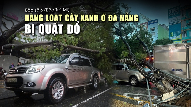 Cập nhật bão số 6 (Trà Mi): Hàng loạt cây xanh ở Đà Nẵng bị quật đổ