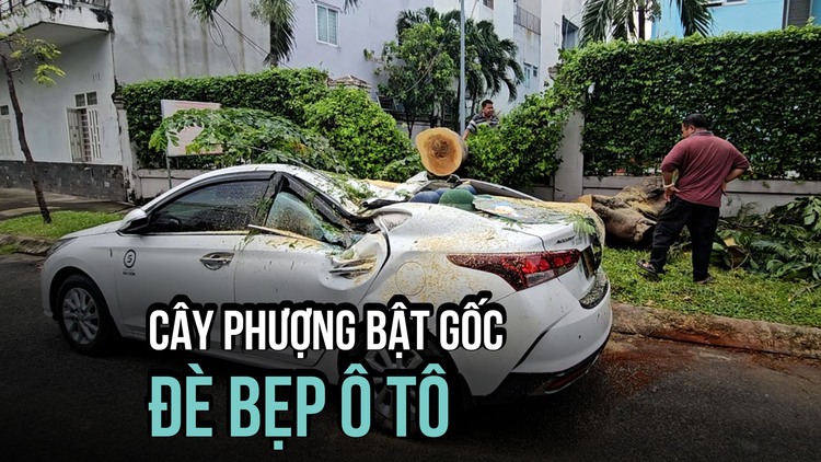 Hú vía cây phượng bật gốc, đè ô tô biến dạng ở TP.HCM