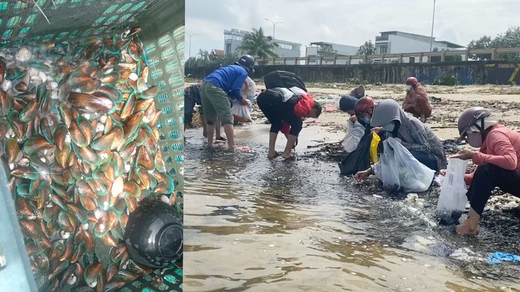 Sau bão Trà Mi, ngư dân rủ nhau ra vịnh Đà Nẵng nhặt vẹm xanh, chíp chíp