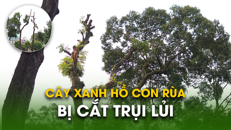 Hàng loạt cây xanh hồ Con Rùa trụi lá 'hói đầu', người dân hụt hẫng