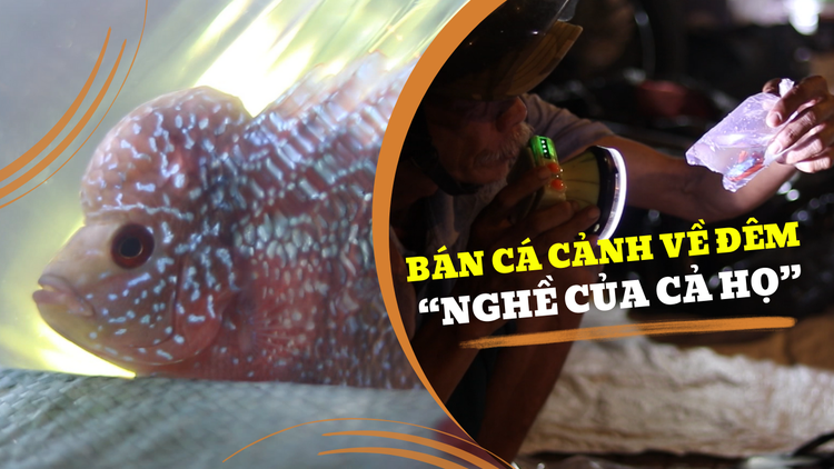 Tiểu thương chợ cá cảnh về đêm ví von là 'nghề của cả họ': Hé lộ lý giải bất ngờ