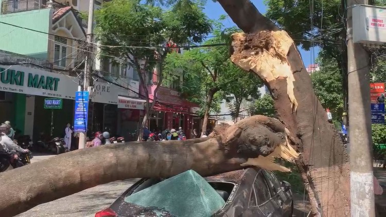 Hú hồn cây phượng già gãy ngang, đè ô tô ngay lúc tan trường