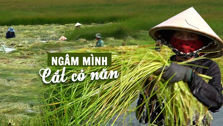 Có những thửa đất ngập cỏ dại, nông dân miền Tây quyết hùn tiền thuê lại: Vì sao?