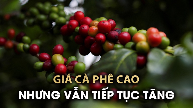 Nhiều nông dân thành "đại gia" vì giá cà phê rất cao nhưng vẫn tăng mạnh