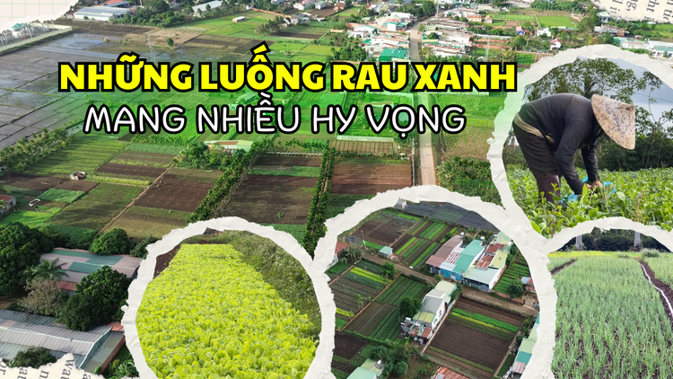 Buôn Ma Thuột: Nhiều vườn rau tất bật vào vụ tết