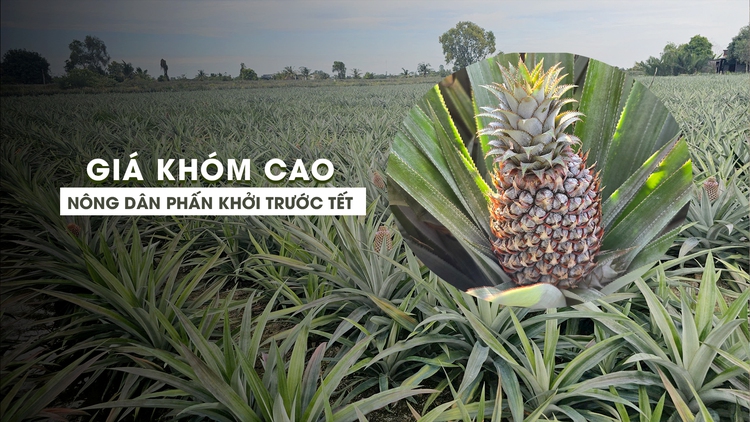 Giá khóm cao, nông dân miền Tây phấn khởi trước Tết Ất Tỵ