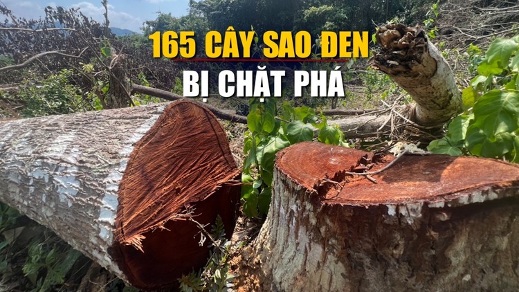 165 cây sao đen trong rừng phòng hộ ở Bình Định bị chặt phá
