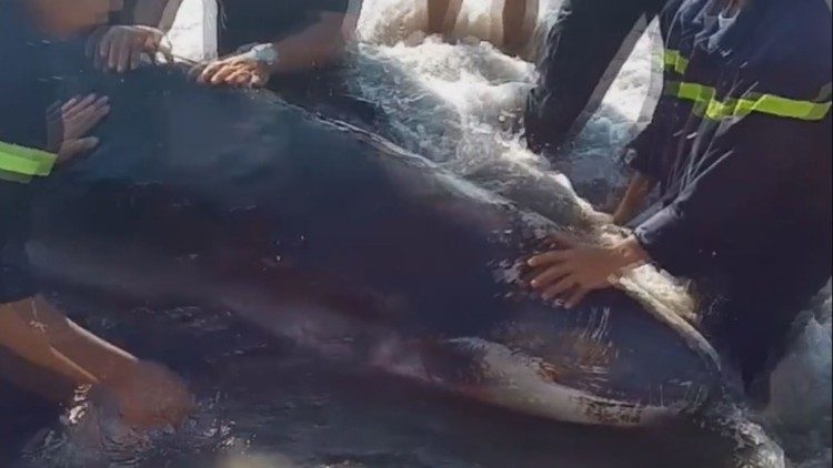 Cận cảnh giải cứu cá nhà táng mắc cạn tại bãi biển Quy Nhơn