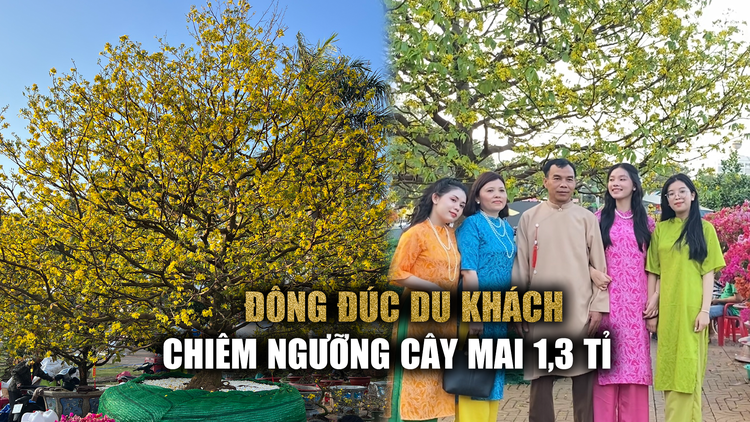 Đến lượt mai cổ thụ Đắk Lắk 'đọ giá' tiền tỉ: 17 tầng hoa, nụ nhiều không tưởng