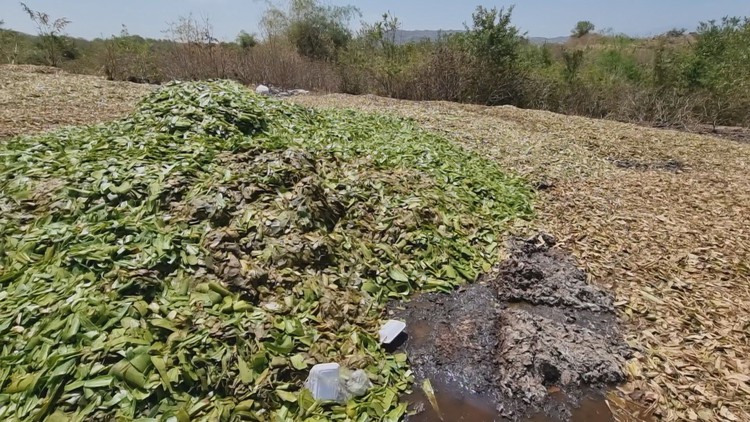 Người dân kêu khổ vì hàng trăm tấn vỏ nha đam đổ ra môi trường