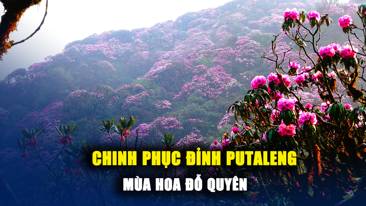 Chiêm ngưỡng vẻ đẹp của mùa hoa đỗ quyên trên đỉnh Putaleng