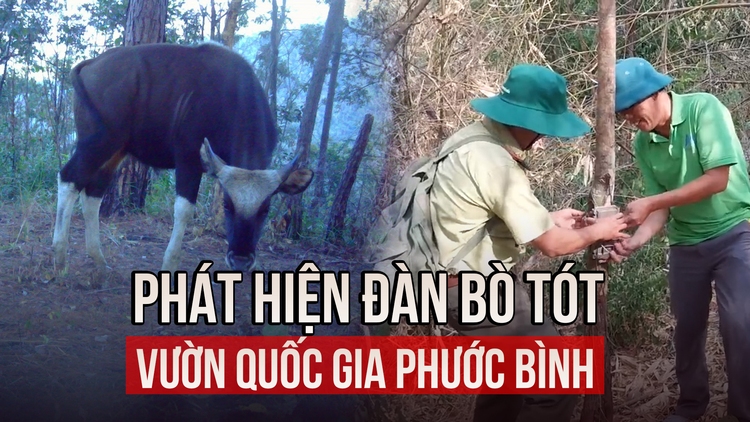 Phát hiện đàn bò tót ở Vườn quốc gia Phước Bình