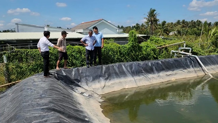 Hé lộ nguyên nhân bà con Chợ Lách vẫn vững vàng trước hạn mặn