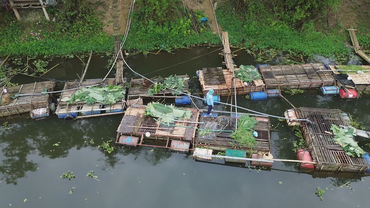 Người dân bất lực nhìn cá nuôi trên sông Mã chết do ô nhiễm