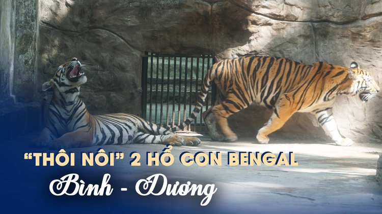 Gặp lại 2 hổ con Bình - Dương ở Thảo Cầm Viên Sài Gòn ngày ‘thôi nôi’