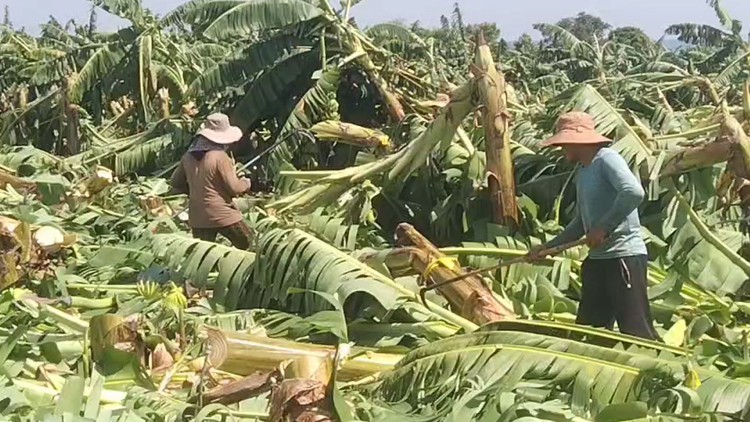 Đồng Nai: Lốc xoáy đi qua, càn quét hơn 115 ha chuối ngã đổ