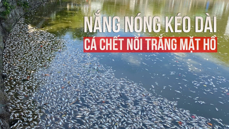 Cá chết nổi trắng hồ Bàu Sen nhiều chưa từng có, người dân nói gì?