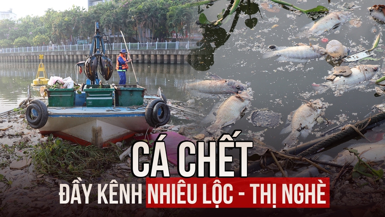 Cá chết đầy kênh Nhiêu Lộc, công nhân trắng đêm xử lý