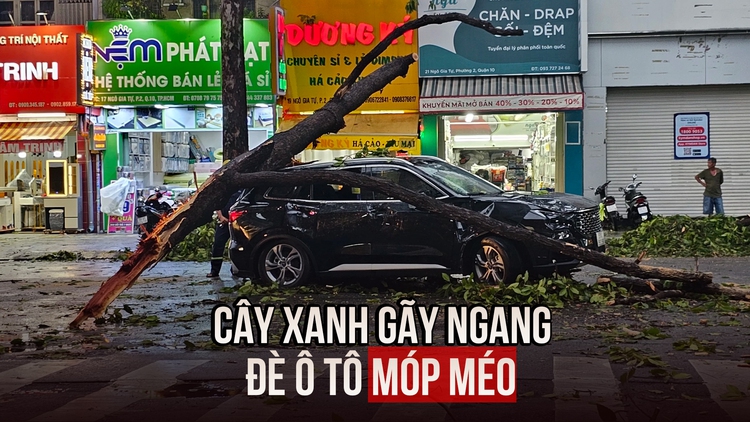 Hú hồn cây xanh gãy ngang đè ô tô trên đường phố TP.HCM