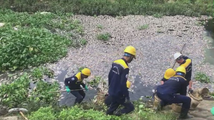 Đà Nẵng: Lại xuất hiện cá chết hàng loạt trên sông và hồ điều tiết