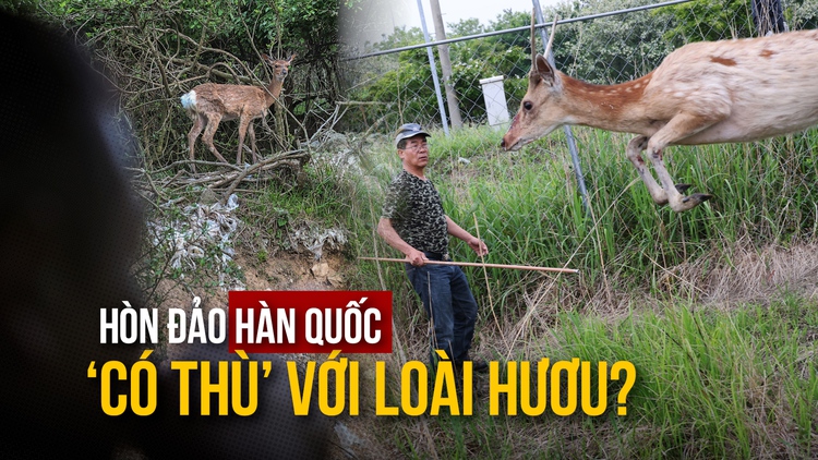 Vì sao hòn đảo Hàn Quốc ‘có thù’ với loài hươu?