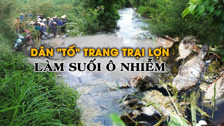 Dân ‘tố’ trang trại lợn làm nước chuyển đỏ, cá chết la liệt