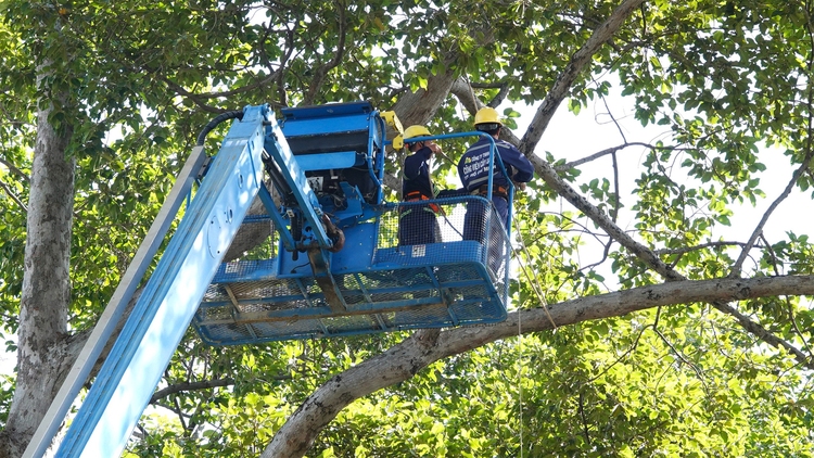 Máy phát hiện khuyết tật cây xanh tại TP.HCM hoạt động như thế nào?